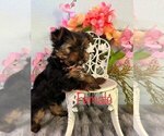 Small Photo #4 Yorkshire Terrier Puppy For Sale in SACRAMENTO, CA, USA