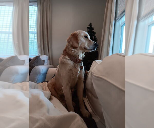 Medium Photo #1 Golden Retriever Puppy For Sale in AUSTIN, TX, USA
