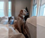 Small Photo #1 Golden Retriever Puppy For Sale in AUSTIN, TX, USA