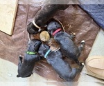 Small Photo #40 Cane Corso Puppy For Sale in LIVERMORE, CA, USA