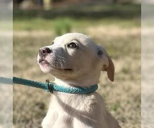 Labrador Retriever-Unknown Mix Dogs for adoption in Yardley, PA, USA