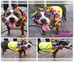 Small #2 American Staffordshire Terrier Mix