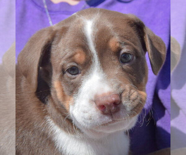 Medium Photo #5 American Staffordshire Terrier-Boston Terrier Mix Puppy For Sale in Huntley, IL, USA