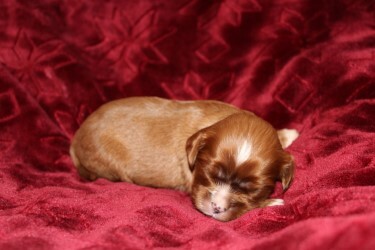 Medium Photo #1 Cavalier King Charles Spaniel Puppy For Sale in BIG COVE, AL, USA