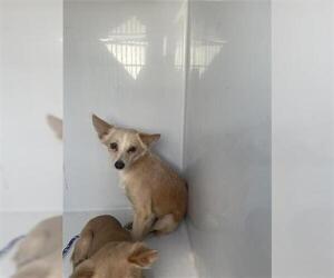 Chihuahua Dogs for adoption in Houston, TX, USA