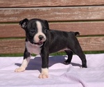 Small #2 Boston Terrier