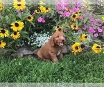 Small Photo #10 Goldendoodle-Poodle (Miniature) Mix Puppy For Sale in CURTISS, WI, USA