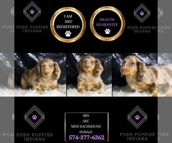 Medium Photo #107 Dachshund Puppy For Sale in WARSAW, IN, USA