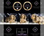 Small Photo #107 Dachshund Puppy For Sale in WARSAW, IN, USA