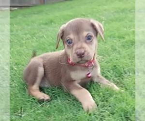 Rottweiler-Unknown Mix Dogs for adoption in OKLAHOMA CITY, OK, USA