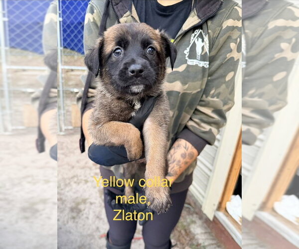 Medium Photo #4 Mutt Puppy For Sale in Imlay City, MI, USA