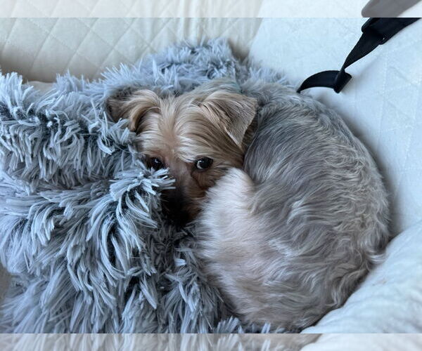 Medium Photo #3 Mutt Puppy For Sale in Pacolet, SC, USA