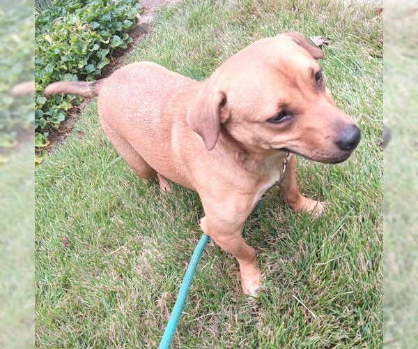 Medium Photo #3 Feist Terrier-Pembroke Welsh Corgi Mix Puppy For Sale in Rutherfordton, NC, USA