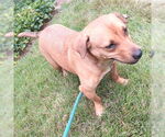 Small #2 Feist Terrier-Pembroke Welsh Corgi Mix