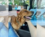 Small Photo #2 Golden Retriever-Unknown Mix Puppy For Sale in Westwood, NJ, USA