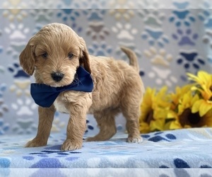 Goldendoodle (Miniature) Puppy for sale in LANCASTER, PA, USA