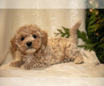 Small Photo #3 Bichpoo Puppy For Sale in LEOLA, PA, USA