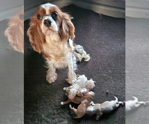 Mother of the Cavapoo (Miniature) puppies born on 01/05/2026