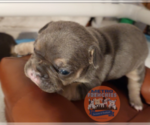 Small Photo #53 French Bulldog Puppy For Sale in MANHATTAN, NY, USA