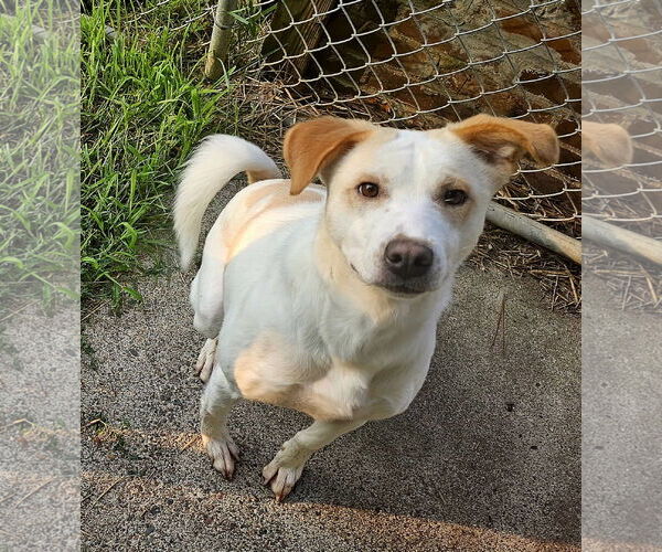 Medium Photo #6 Labrador Retriever-Unknown Mix Puppy For Sale in Brooklyn Center, MN, USA