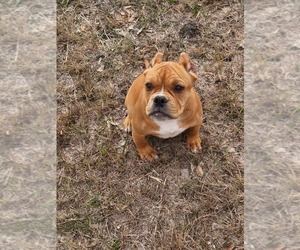 American Bully Puppy for sale in KILLEEN, TX, USA