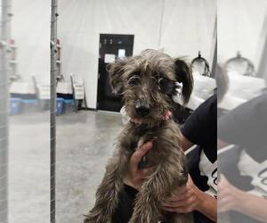 Dachshund-Miniature Schnauzer Mix Dogs for adoption in Temple, TX, USA