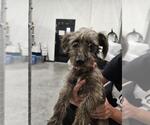 Small Dachshund-Miniature Schnauzer Mix