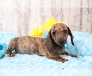 Dachshund Puppy for sale in SHILOH, OH, USA
