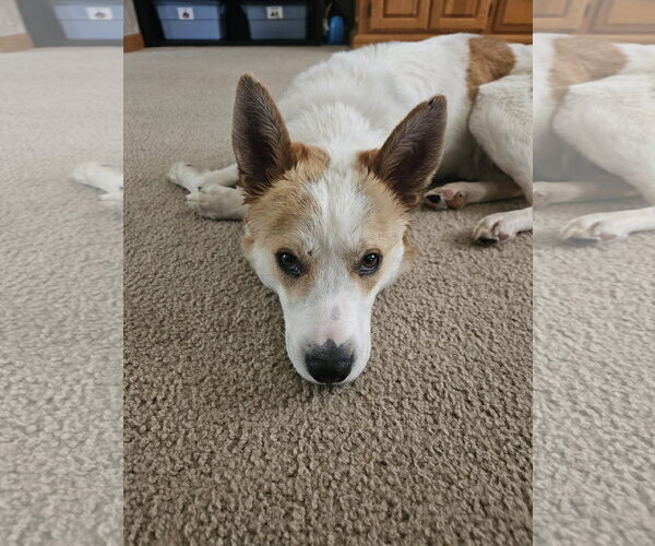 Medium Photo #2 Collie-Unknown Mix Puppy For Sale in Plainfield, IL, USA