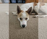 Small #1 Collie Mix