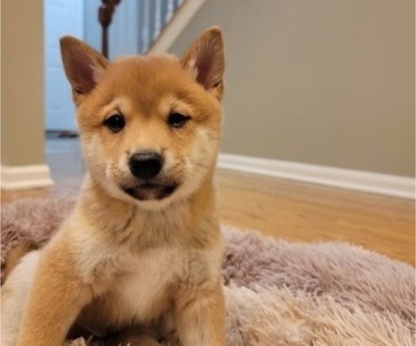 Medium Photo #10 Shiba Inu Puppy For Sale in CARPENTERSVILLE, IL, USA