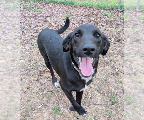 Medium Photo #8 Colonial Cocker Spaniel-Unknown Mix Puppy For Sale in Boston, MA, USA