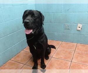 Labrador Retriever Dogs for adoption in Downey, CA, USA