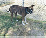 Small #4 Mutt