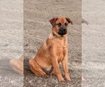 Small #5 Rottweiler Mix