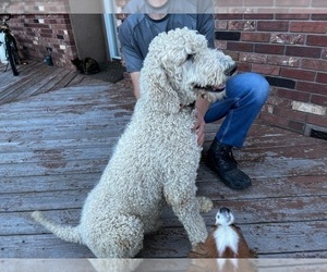 Poodle (Standard) Dogs for adoption in COLORADO SPRINGS, CO, USA