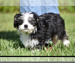 Small #4 Auss-Tzu