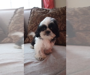 Shih Tzu Puppy for sale in MBORO, TN, USA