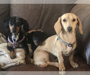 Father of the Dachshund puppies born on 06/22/2025