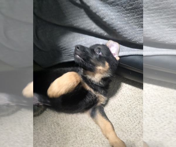 Medium Photo #5 German Shepherd Dog Puppy For Sale in ROCHESTER, WA, USA