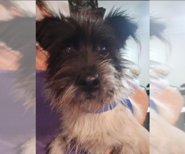 Medium Photo #4 Mutt Puppy For Sale in Cranston, RI, USA