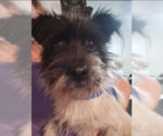 Small #3 Mutt