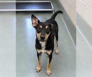 GREEN BEANS - Female Labrador Retriever-Unknown Mix Dog for Adoption - Photo #2
