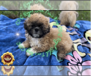 Shih Tzu Puppy for Sale in ATHENS, Georgia USA