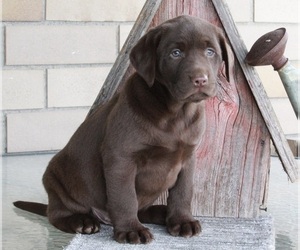 Labrador Retriever Puppy for sale in FREDERICKSBURG, OH, USA