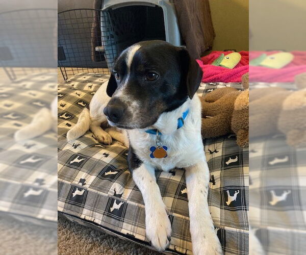 Medium Photo #1 Beagle-Unknown Mix Puppy For Sale in Minneapolis, MN, USA