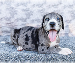 Puppy Charles Great Dane