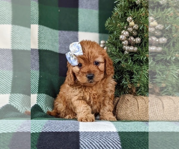 Medium Photo #1 Cavapoo Puppy For Sale in BIRD IN HAND, PA, USA
