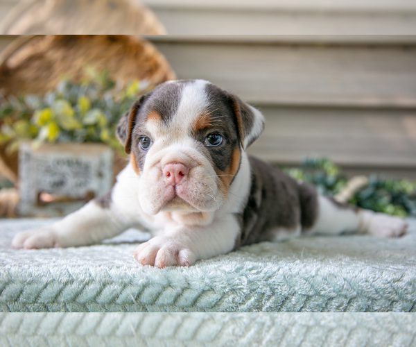 Medium Photo #17 Beabull Puppy For Sale in MILLERSBURG, OH, USA