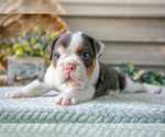 Puppy Saffron Beabull